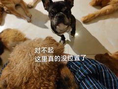 -萌喵宠狗爱心宠咖