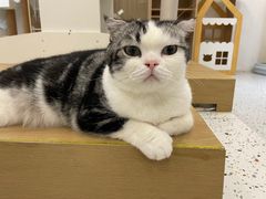 -猫域·湾主题猫咖·宠物吧(南坪城市广场店)