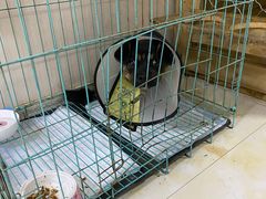 -德元·美联众合24小时动物医院(总院)