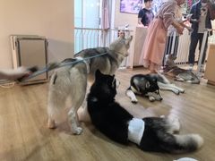 -Husky Go! 哈士奇体验馆·宠物咖啡厅狗咖