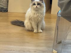 -有喵·猫咖·狗咖·30几只猫10只小狗(岗厦店)