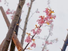-顾村公园