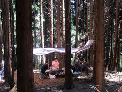 -武陵山森林公园