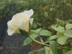 -亚龙湾国际玫瑰谷