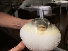 -肆月河豚·新淮扬(金融街店)