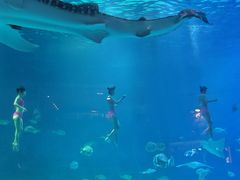 -烟台海昌鲸鲨海洋公园