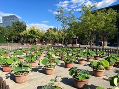 -莲花池公园