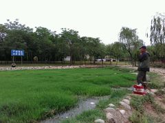 -咸阳湖景区-古渡公园