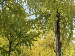 -重庆市江北嘴中央商务区中央公园