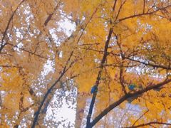 -四川大学(望江校区)