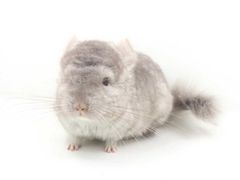 -龙猫仔乐园(惠福东路店)