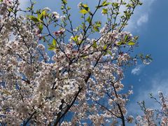 -春花秋色城市公园