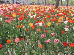 -大宁郁金香公园-停车场