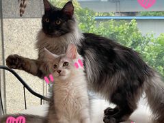 -十年猫舍·猫咪专门店(普陀店)
