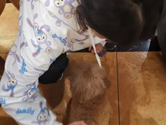 -more than meow吴止猫主题餐厅(承德 中船汇店)