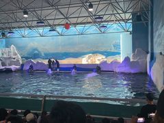 -秦皇岛乐岛海洋王国