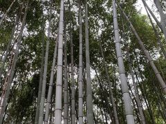 -上海佘山国家森林公园天马山园