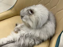 -安格丽娜·狗咖·猫咖羊驼咖(春熙路百盛商场店)
