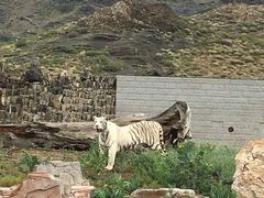 -新疆天山野生动物园