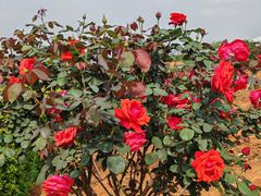 -宜良山后樱花谷