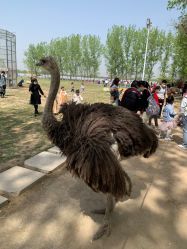 -上美四季动物农场