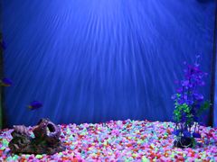 -芜湖新华联大白鲸海洋公园