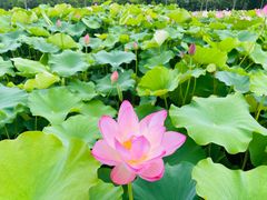 -嘉北郊野公园