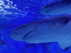 -太平洋海底世界