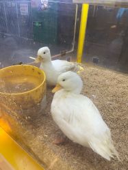 -神奇动物撸宠馆·羊驼·小浣熊·异宠(豫园店)