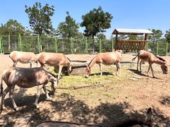 -大青山野生动物园