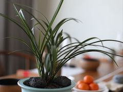 -慈云斋·24节气素食