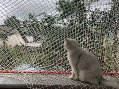 -喵屿·大理花园猫咖