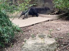 -上海野生动物园