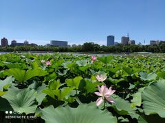 -莲花池公园