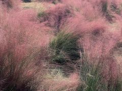 -映月湖中央公园