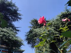-阅江楼风景区