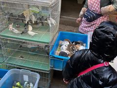 -苏州市皮市街花鸟工艺品市场