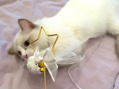 -老吴的猫·猫舍(新区店)