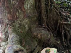 -西双版纳原始森林公园