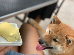 -柴犬高等学院·狗咖·柴犬售卖·宠物训练