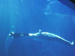 -多彩贵州城极地海洋世界