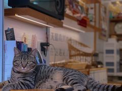 -御宝贝·A梦猫科宠物医院(国际猫友好医院)