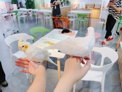 -Moni星球萌宠·小马宝莉·灵蛇·高端高阶全萌宠互动体验俱乐部(红豆国际广场店)