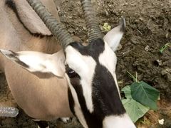 -石家庄市动物园