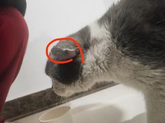 -米苏动物医院·犬猫专科·骨科外科内窥镜