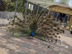 -长白岛森林公园