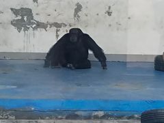 -合肥野生动物园