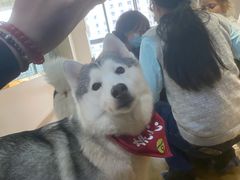 -Husky Go! 哈士奇体验馆·宠物咖啡厅狗咖