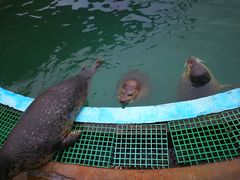 -北戴河圣蓝海洋公园