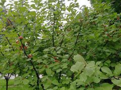 -北京国家会计学院